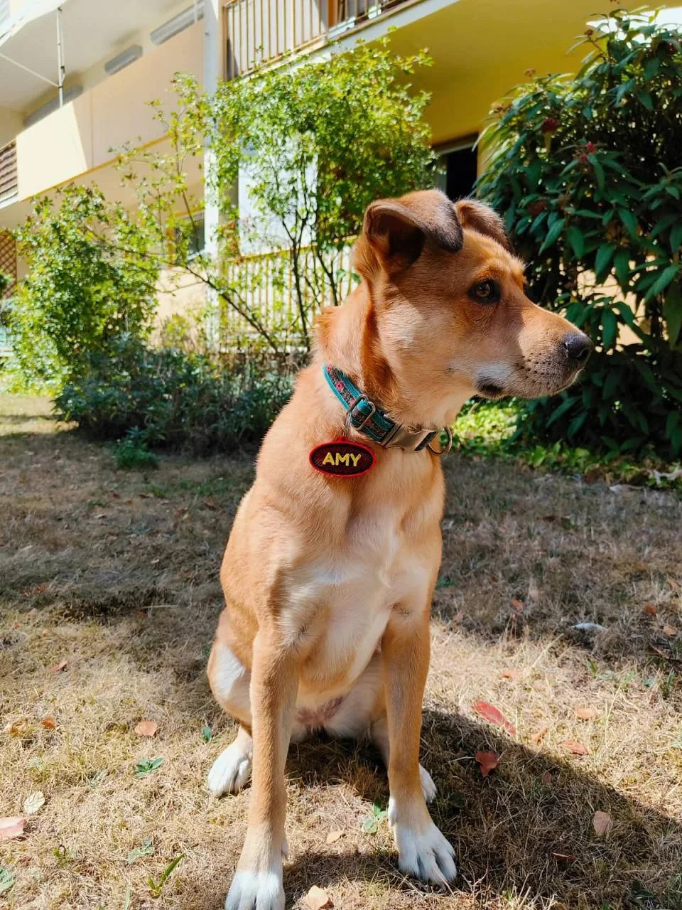 Amy im Garten mit ihrer Hundemarke