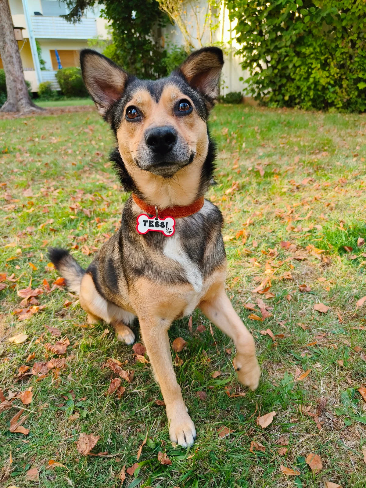 Tessi trägt ihre weiß-rote Classic-Hundemarke.