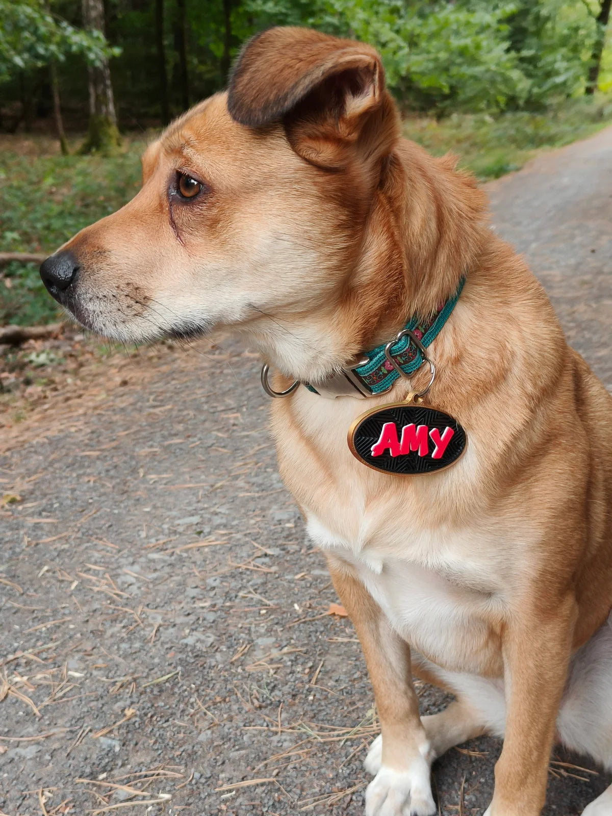 Amy trägt ihre Connect-Hundemarke am Halsband.