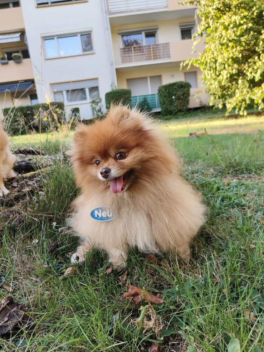 Neli trägt ihre Connect-Hundemarke.