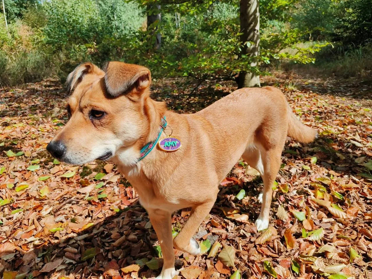 Amy unterwegs im Wald.