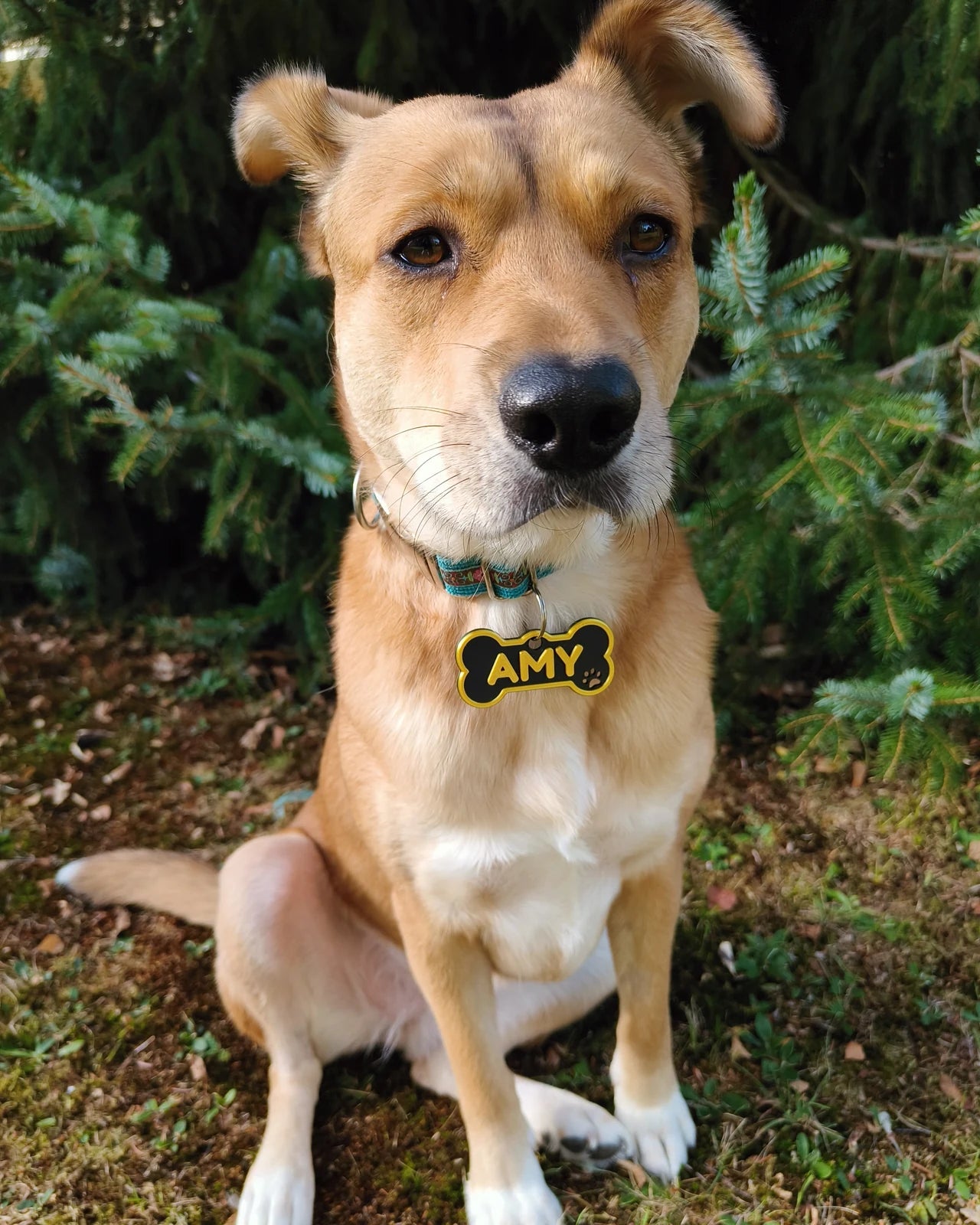 Amy blickt in die Kamera und trägt ihre schwarz-goldene Classic-Hundemarke