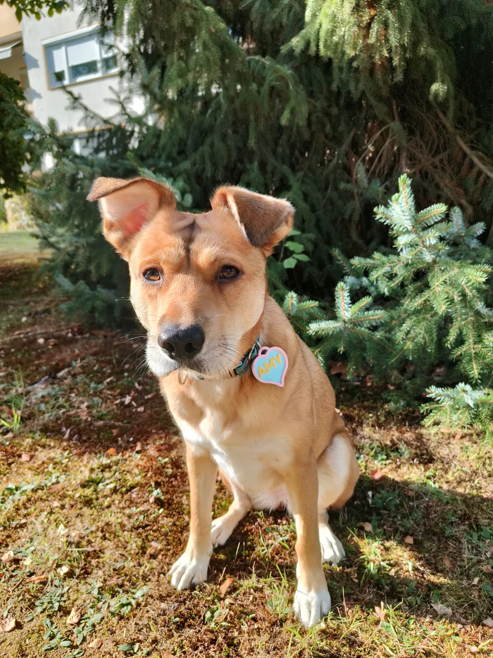 Amy sitzt im Garten und trägt ihre bunte Herzenshund-Marke mit dem Namen Amy